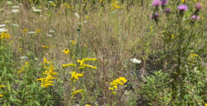 Fall Foraging for the bees