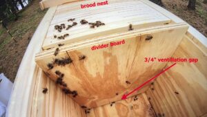 Inside a double-walled hive
