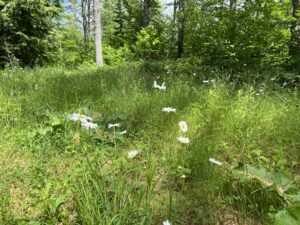 wild forests & meadows