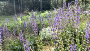 Our meadow sage