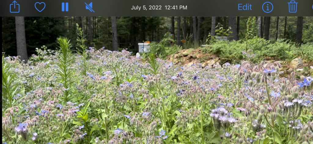 Our own pollinator garden