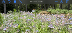 Our own pollinator garden