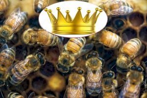 Treating bees like royalty